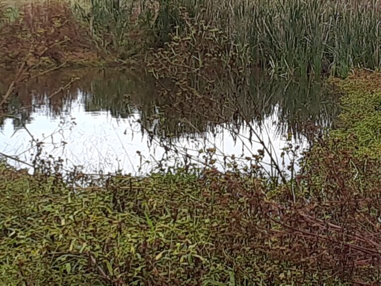 Cattails pond